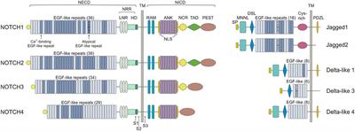 The NOTCH Pathway and Its Mutations in Mature B Cell Malignancies